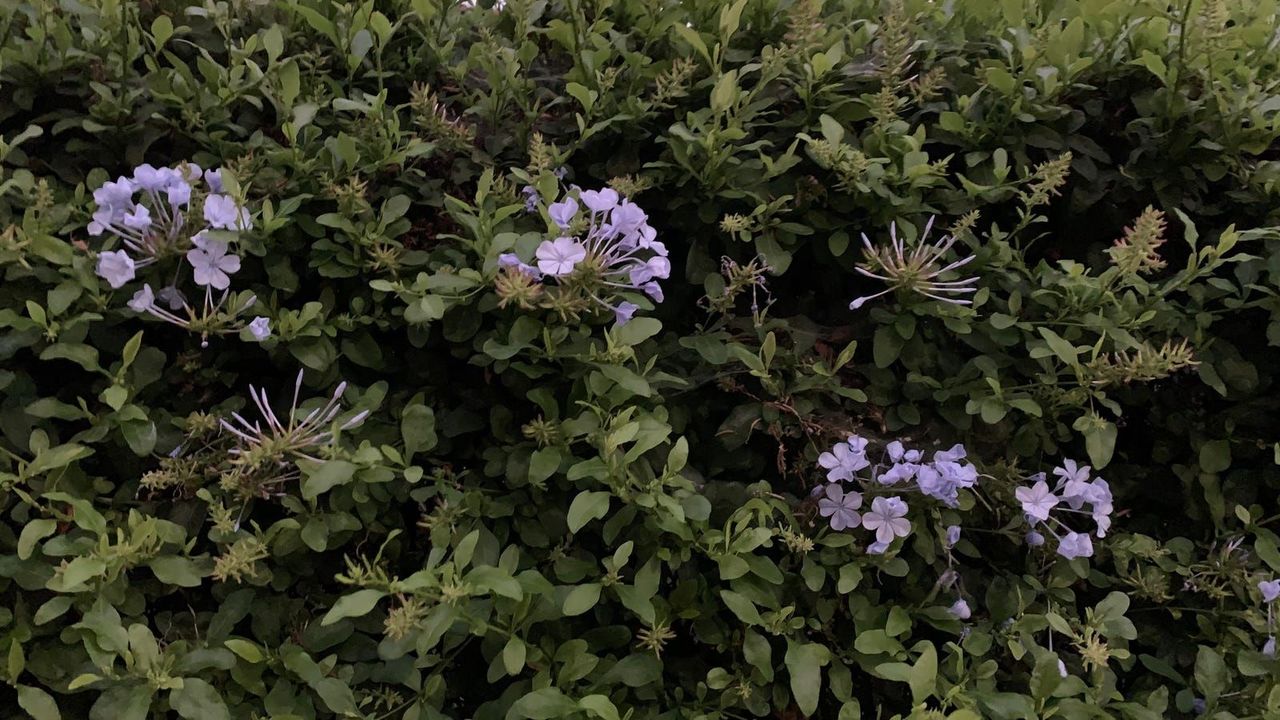 210929_iphone13andminirev11