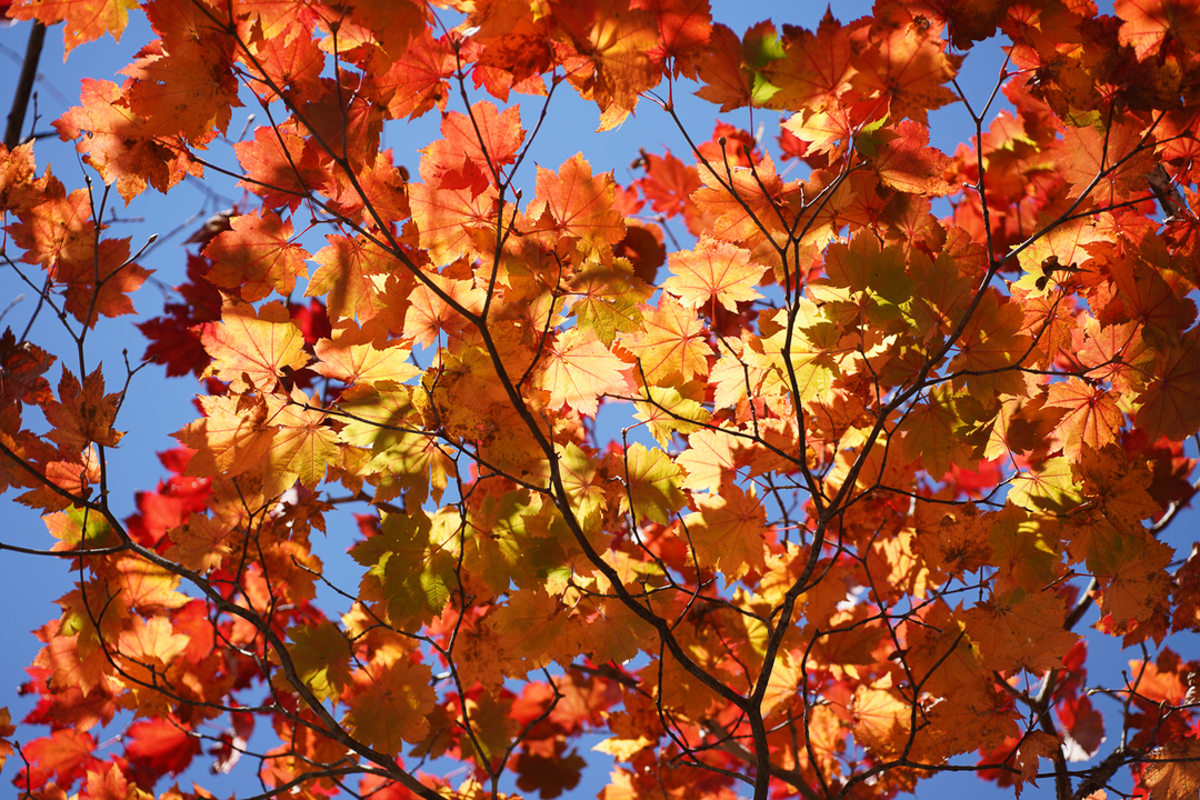 20211018-113mm_iso100_f28_ss1000
