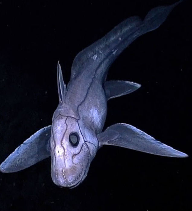 20170418_deepsea4