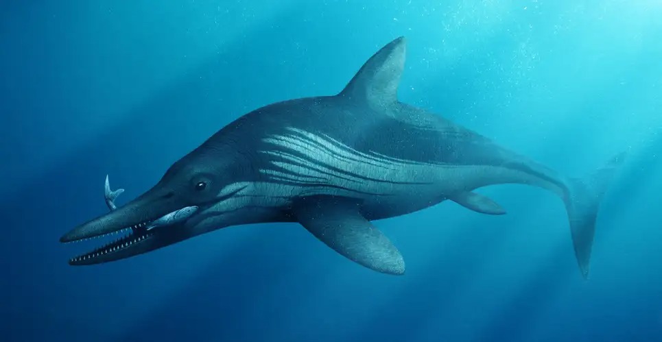 220113marinereptile2
