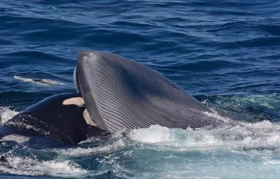 シャチがシロナガスクジラの成獣を捕食 初の目撃例 ギズモード ジャパン