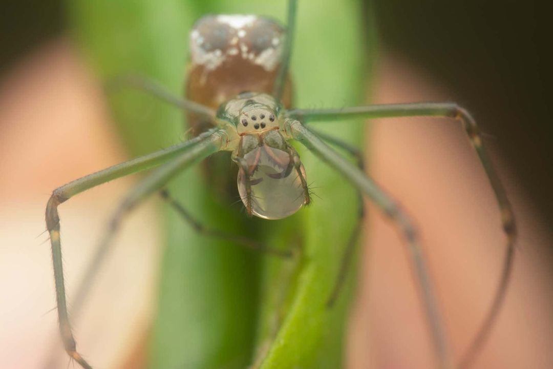 220209_waterspider2