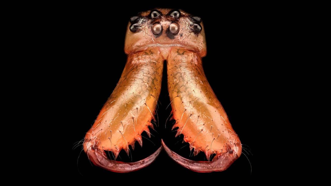 220209_waterspider3