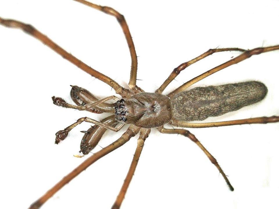 220209_waterspider4