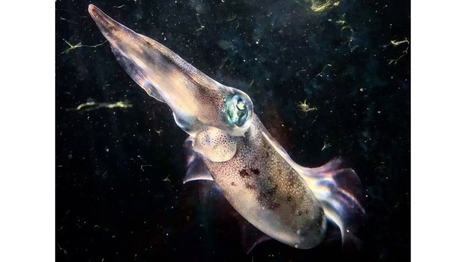 アオリイカが背景に合わせて体の色を変える様子を捉えた珍しい映像 22年4月14日 Biglobeニュース