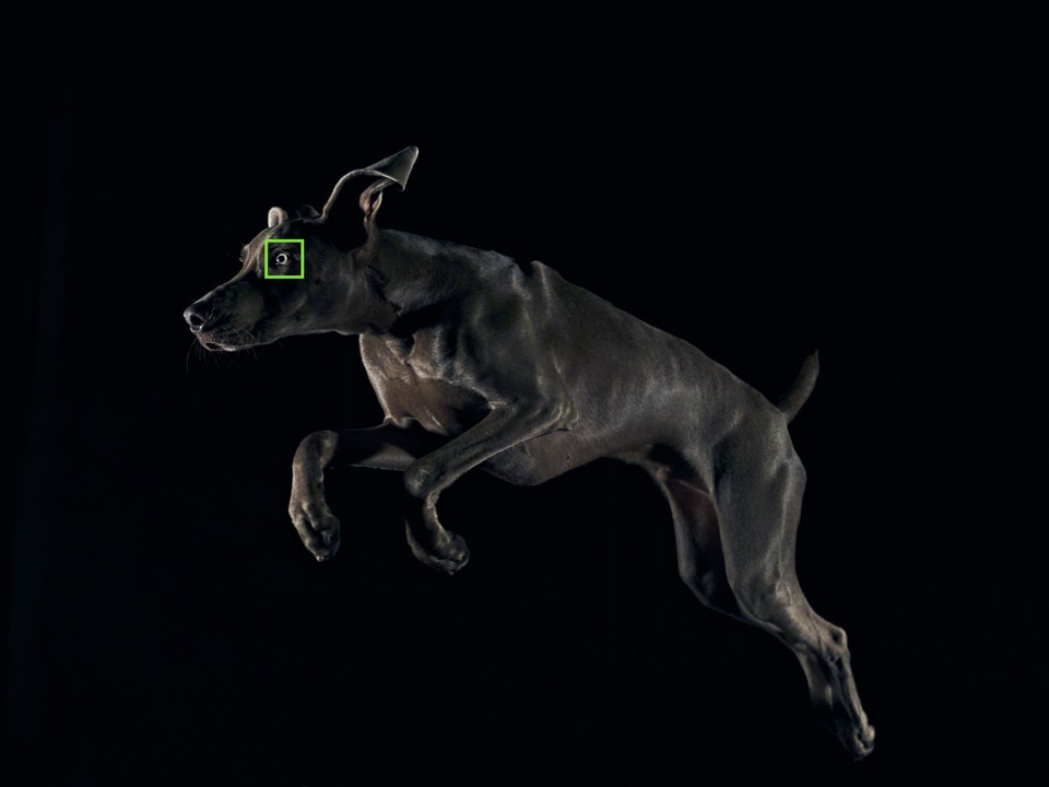 Xperia1IV_Real_time_Eye_AF_animal