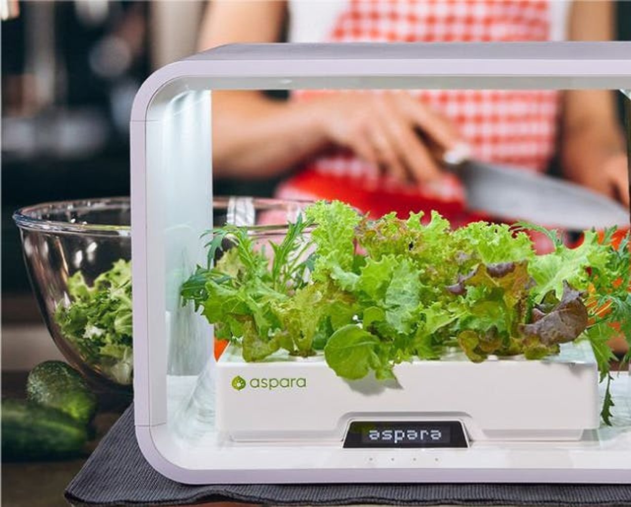 全自動水耕栽培キット アスパラガーデン でレタスを育ててみた ギズモード ジャパン 全自動水耕栽培キット アスパラガーデン でレタスを育ててみた ギズモード ジャパン