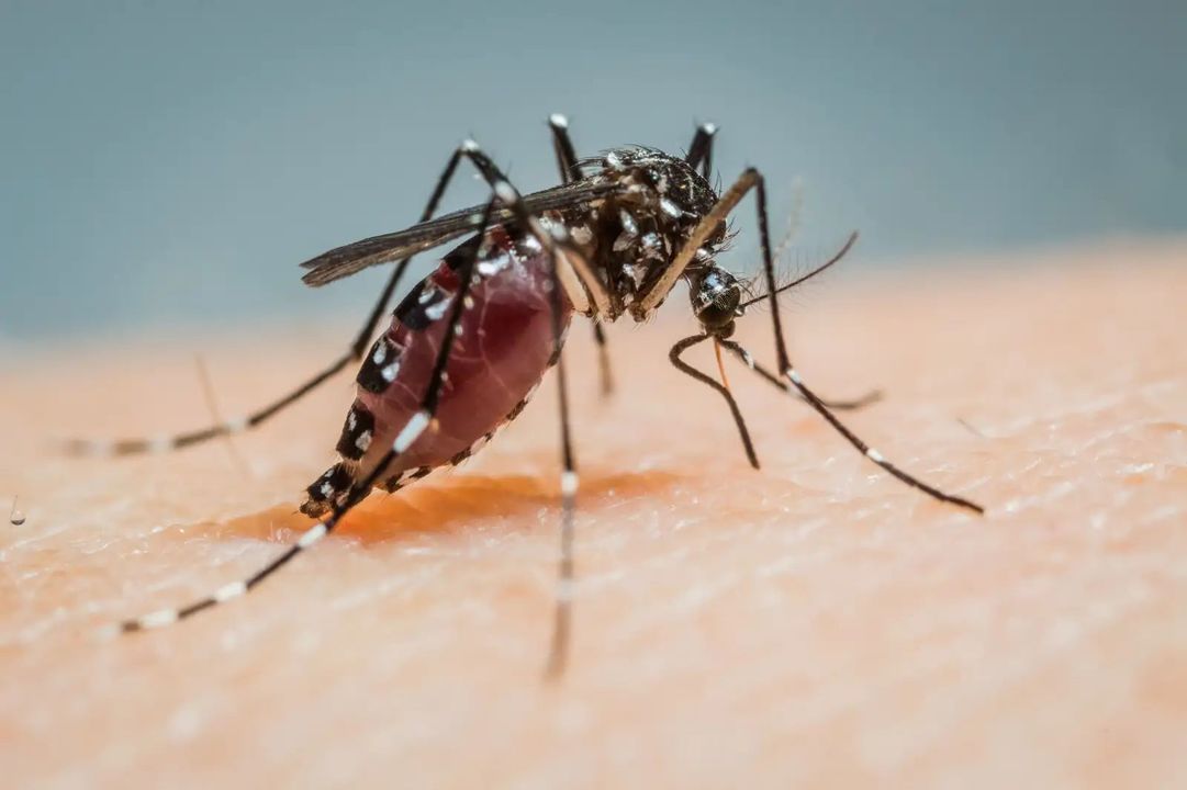 220528_emergingdiseases7
