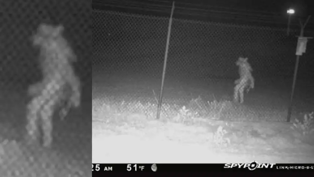 人間 Uma アマリロ動物園の監視カメラに映り込んだこの生き物 その正体は ギズモード ジャパン