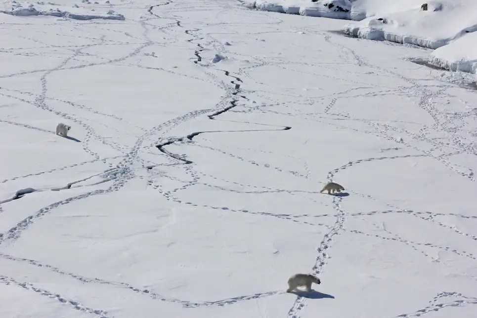 Strange Isolated Group of Polar Bears Discovered in Greenland_02_Middle
