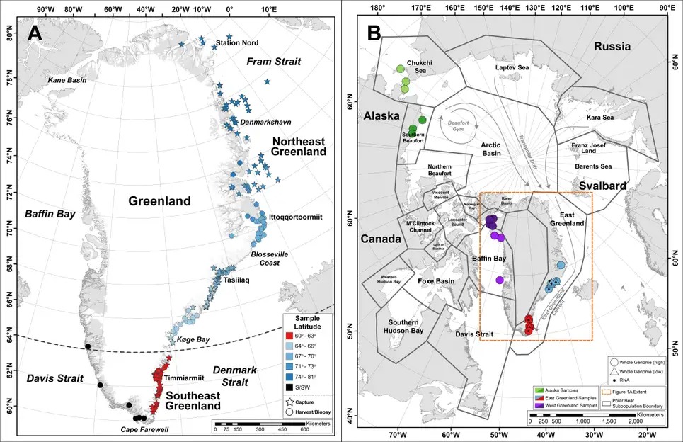 Strange, Isolated Group of Polar Bears Discovered in Greenland_03_Map