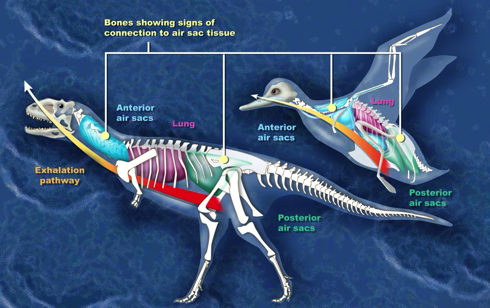 210729_birdsaredinos_diagram