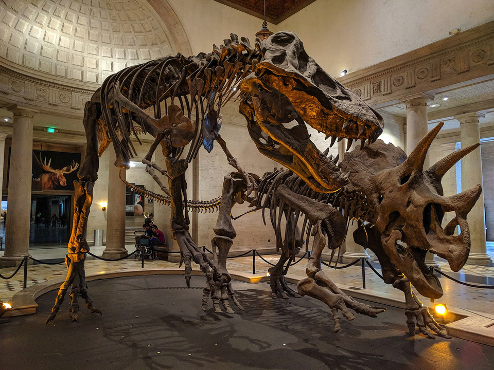 210729_birdsaredinos_dinofossils