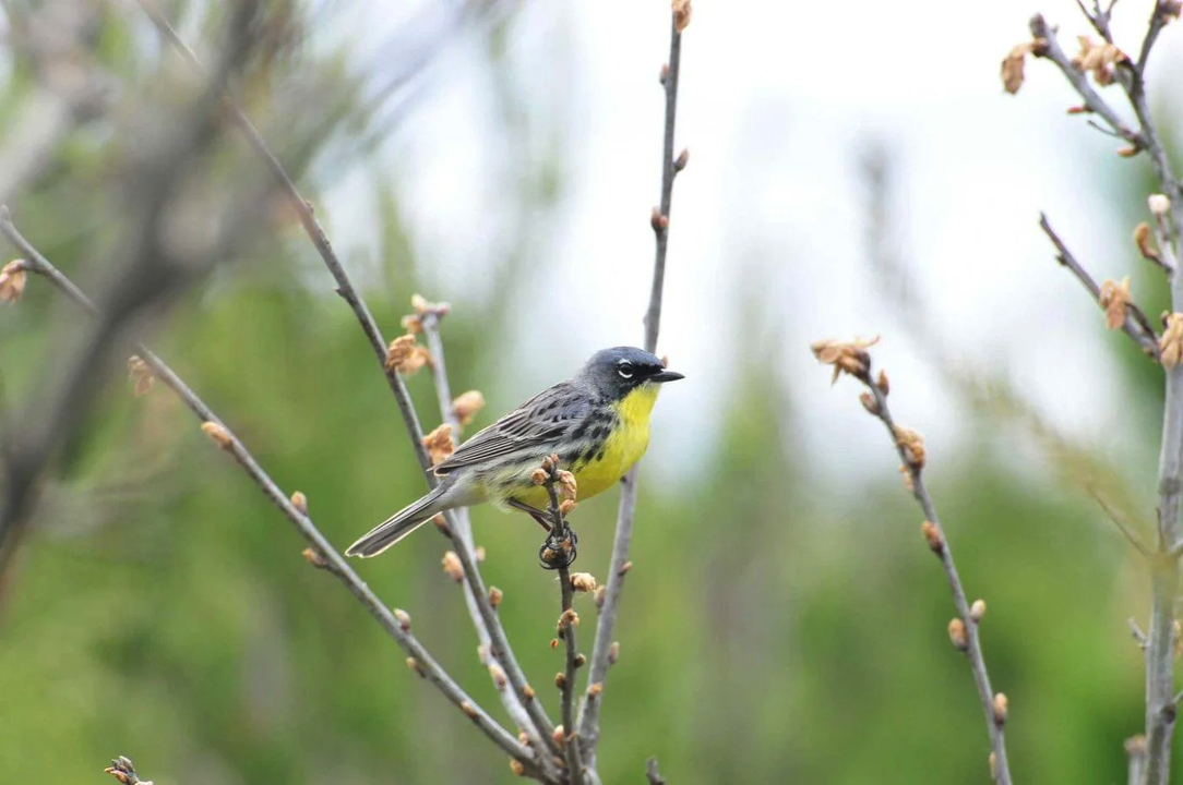210729_birdsaredinos_warbler