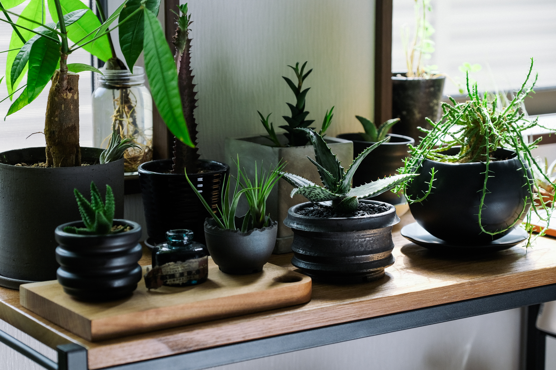 ゆっくり育つ多肉植物に、癒やしを感じるこの頃です | ギズモード