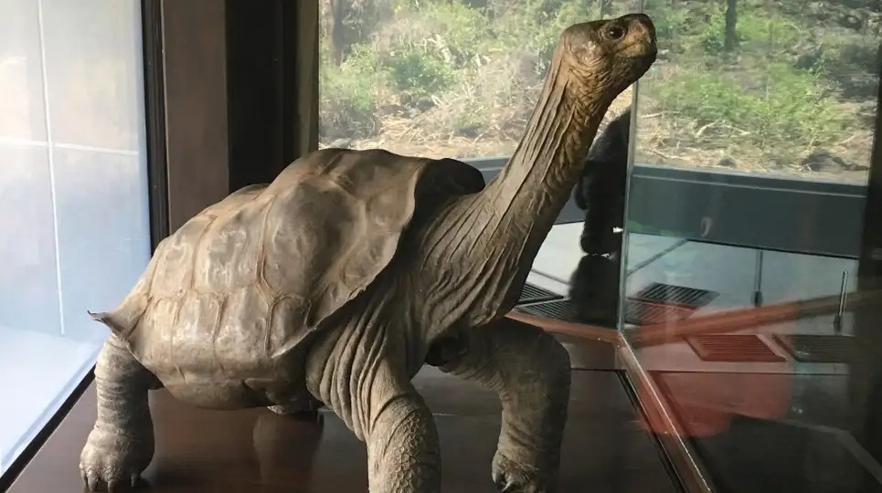 いなくなった瞬間に絶滅｡「生き残った最後の動物」たち | ギズモード