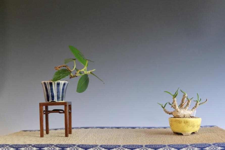 忙しくても育てられる塊根植物「コーデックス」のススメ。盆栽としても