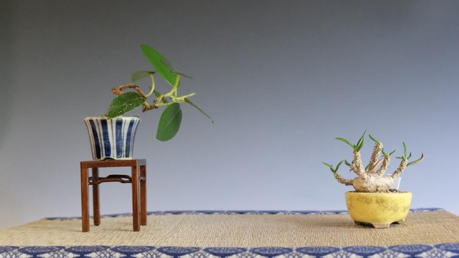 蘇鉄B 観葉植物 塊根植物 コーデックス 盆栽 忙しくても育てられる塊根植物「コーデックス」のススメ。盆栽としても