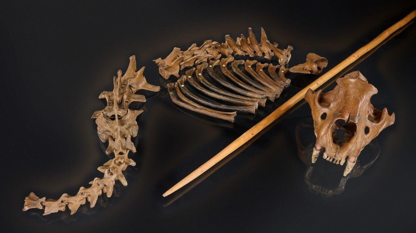 5万年前の人類は意外とおしゃれでアート好きだった | ギズモード・ジャパン
