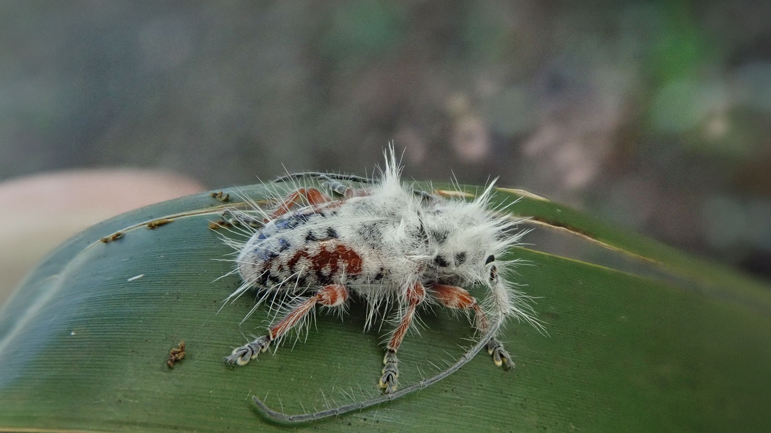 豪で発見されたモフモフの生物｡その正体は…？ | ギズモード・ジャパン
