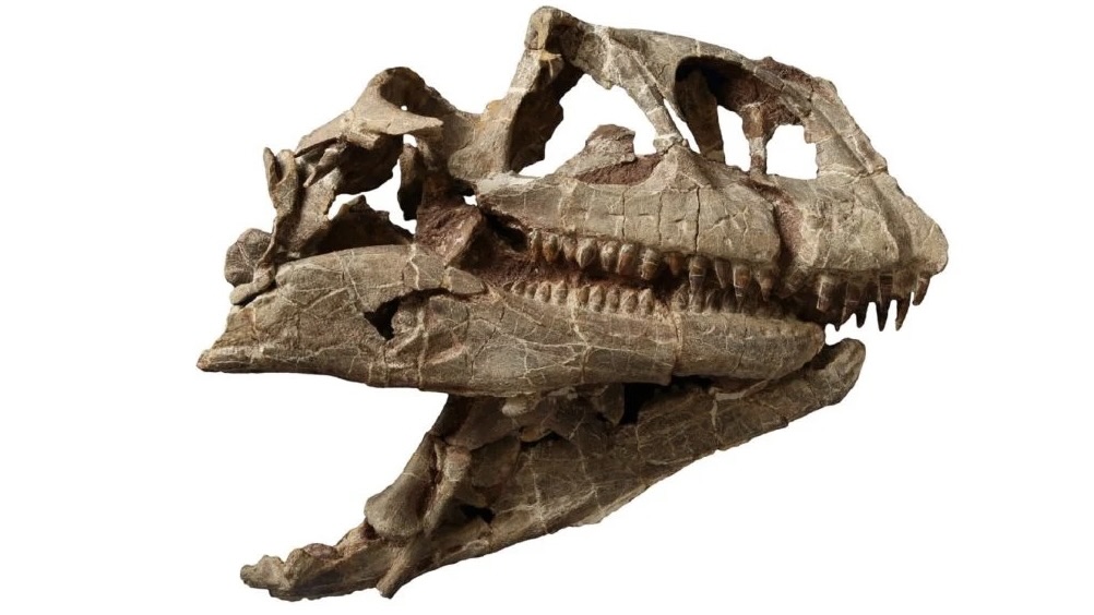 dinosaur-fossil-yunnan-2025-