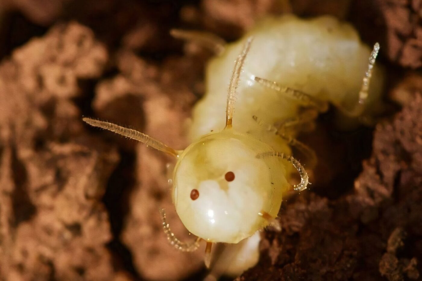 レア極上品 PA127 白亜紀のイトトンボ（豆娘）の幼虫Naiad/Larva） シロアリの巣に棲むハエ幼虫、その知られざる生存術 | ギズモード