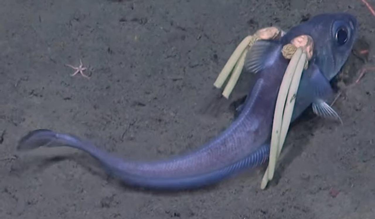 DeepSeaFishHasHair.jpg