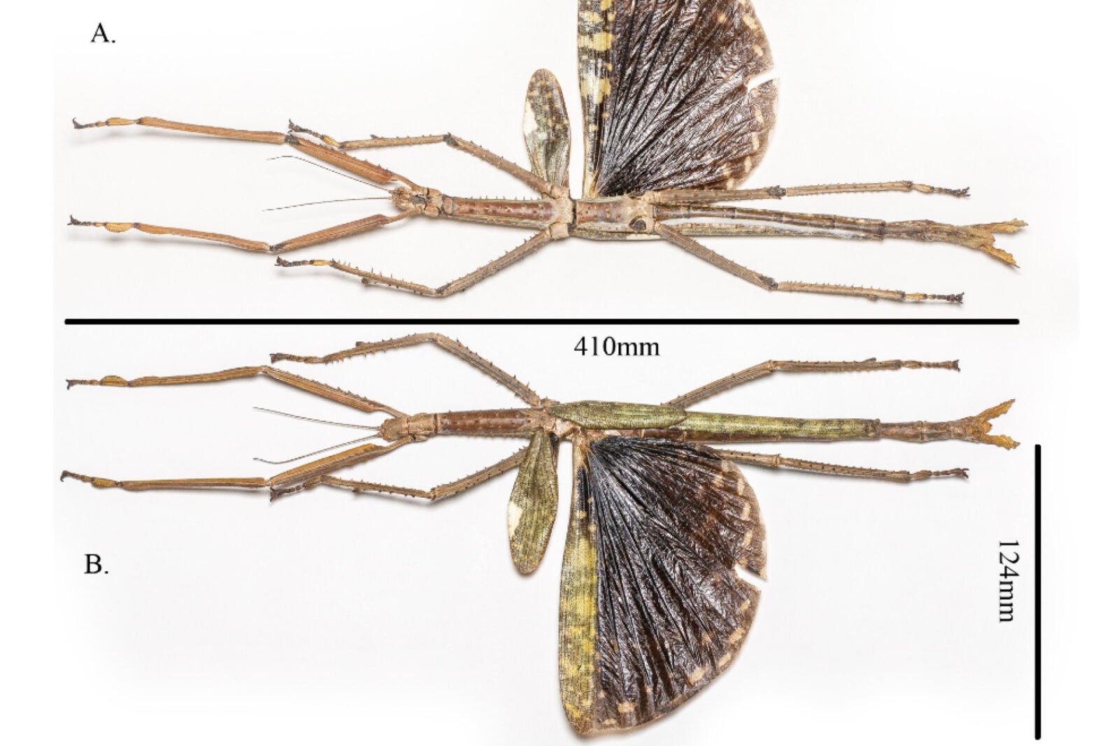 giant-stick-insect-main-crop-