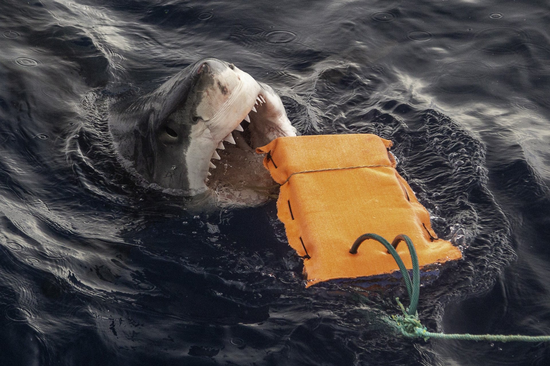 research-test-bite-resistant-