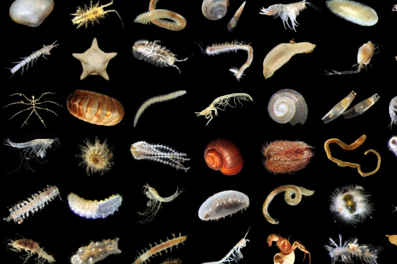 深海4,000メートルで4,000体以上の深海生物発見、しかもその88％は新種