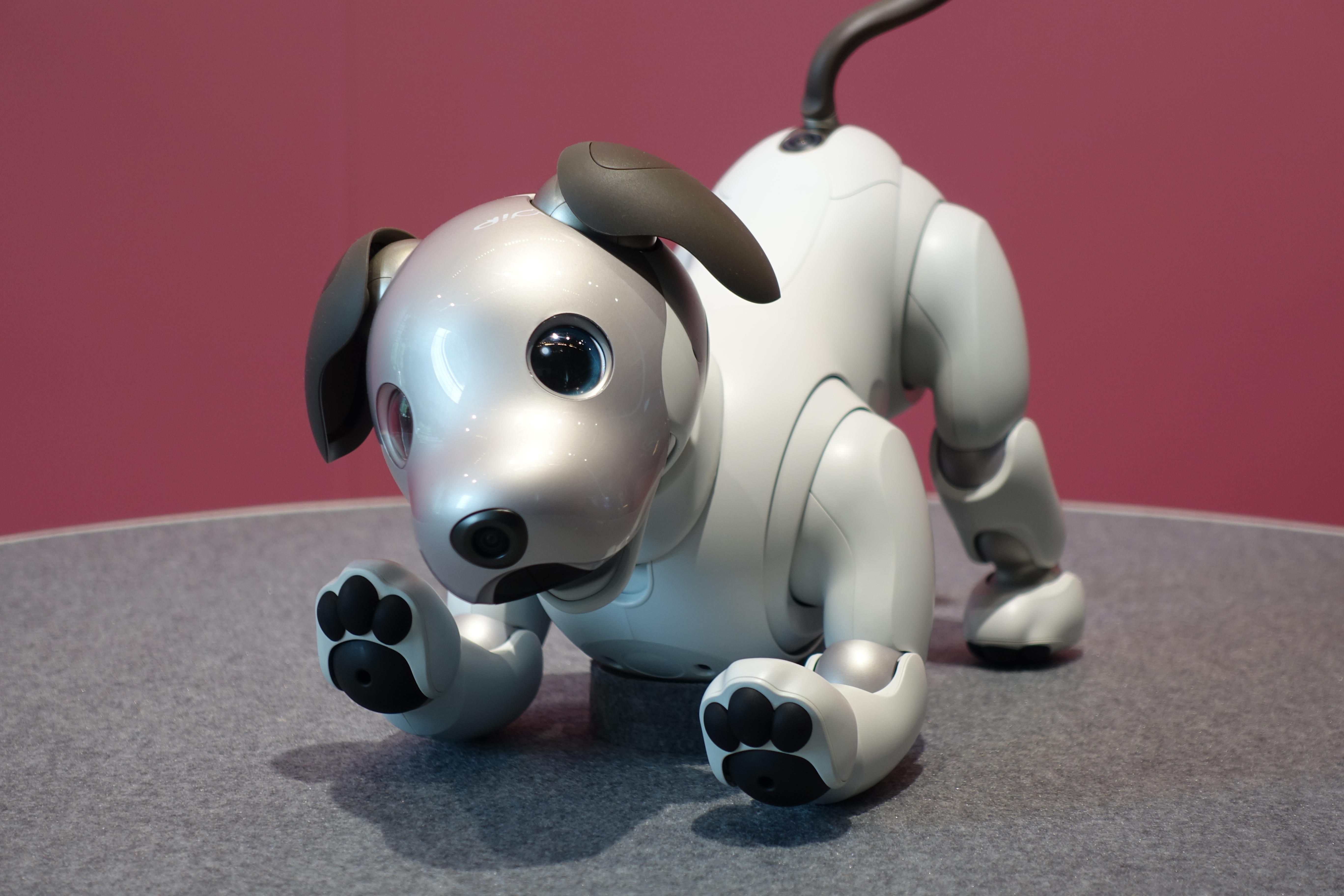 12年ぶりに帰ってきたワン！ かわいさ＋賢さアップの犬型ロボット