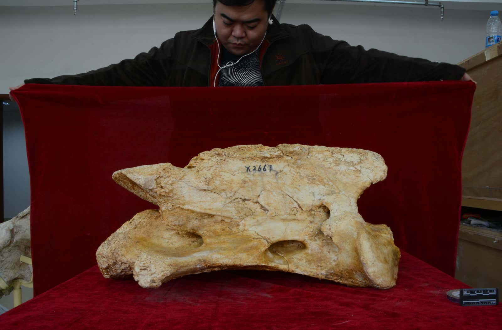 新種の巨大サイの化石を中国で発見、陸生哺乳類で最大級 | ギズモード