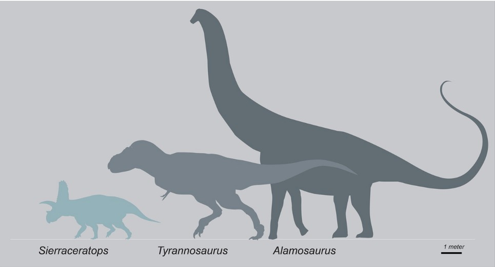 アメリカの牧場で20年前に発見された恐竜の化石はケラトプス科の新種