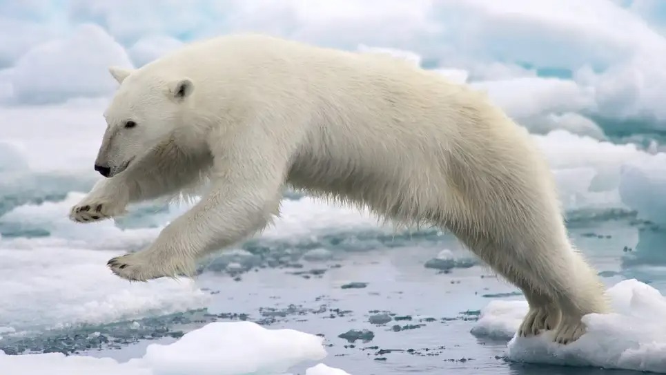 太陽光を吸収しまくる極暖繊維が誕生。ある動物の毛皮がヒントに