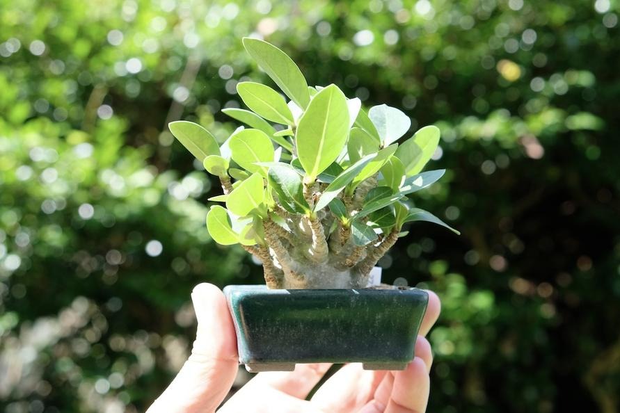 忙しくても育てられる塊根植物「コーデックス」のススメ。盆栽としても