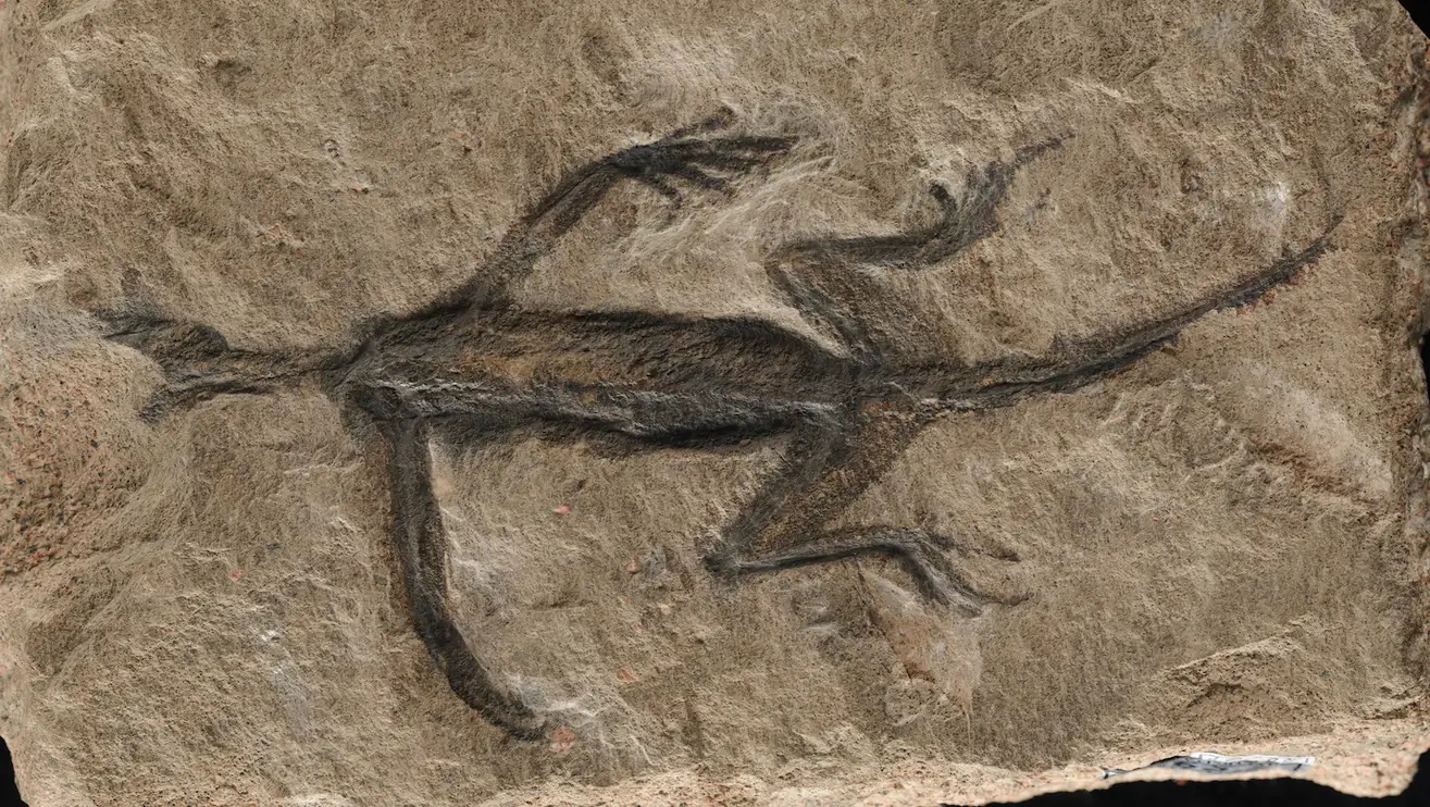240220Fossil.jpg
