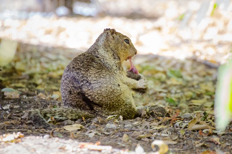 肉の味を覚えたリス、ネズミを狩る | ギズモード・ジャパン