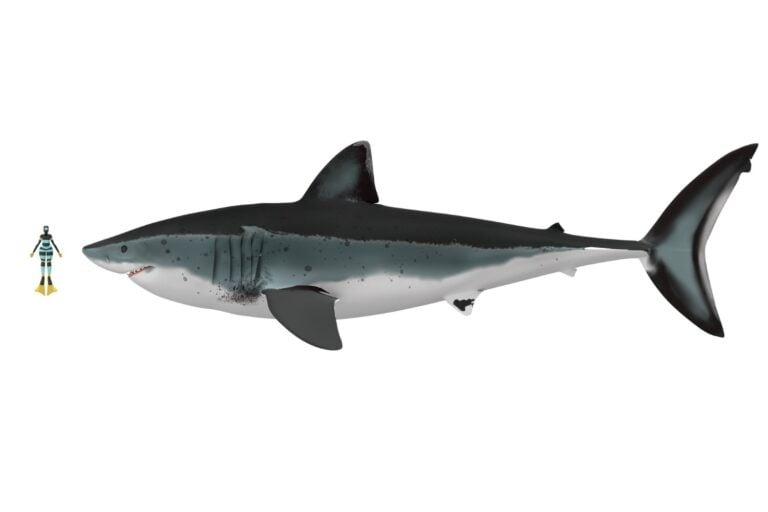 Megalodon-768x512.jpg