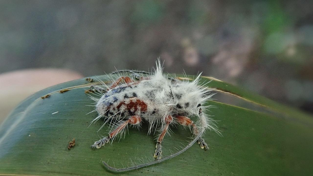 虫 240325_fluffy.jpg