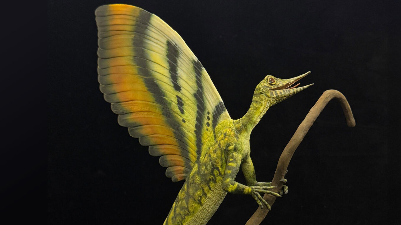 Model-of-Mirasaura-grauvogeli.jpg
