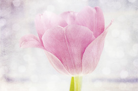 もしかしてできたかも...? 生理前にあらわれる｢妊娠超初期｣のサイン