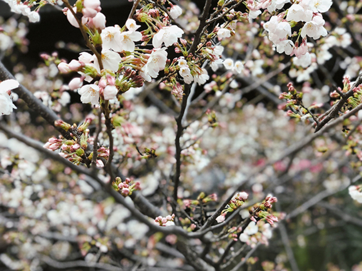 20180406_untitled_by_kikuno