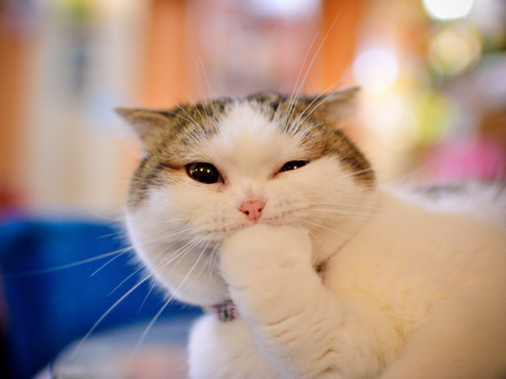 20180412_cat