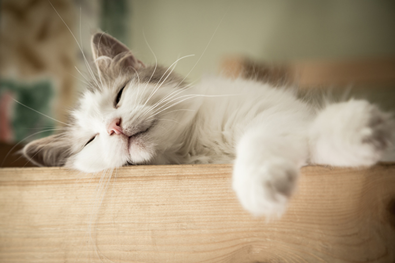 20180412_cat01