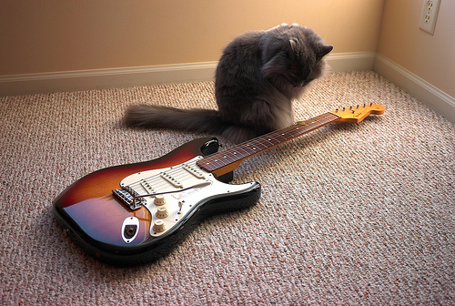 100507matomeguitarcat-.jpg