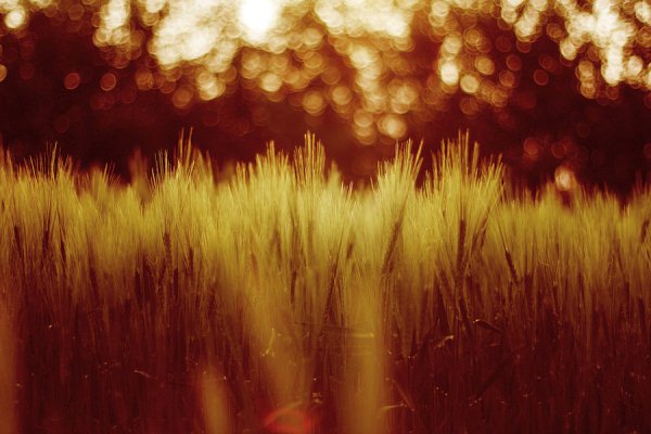 bokeh_touch.jpg