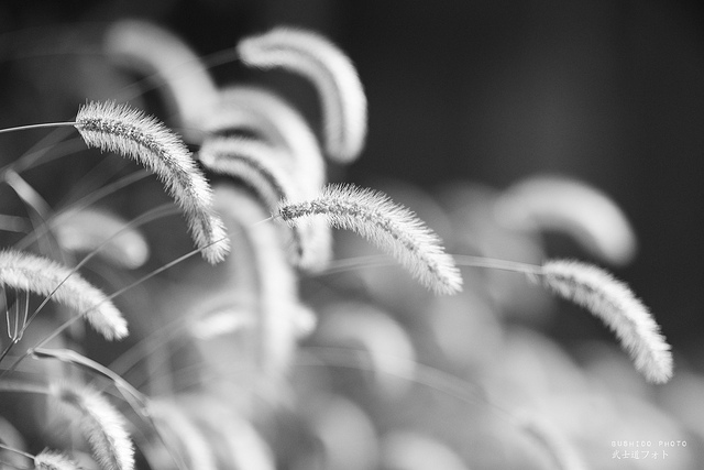 nature_bokeh.jpg