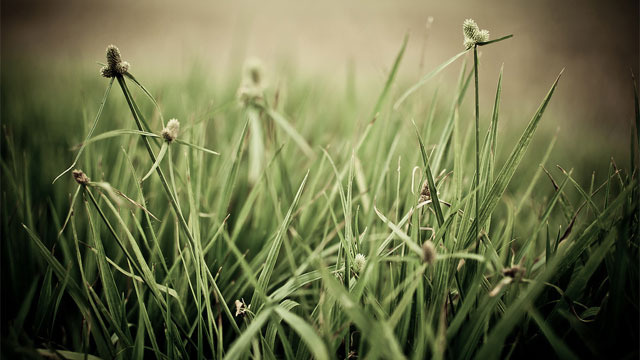 the-grass-ain_t-greener.jpg