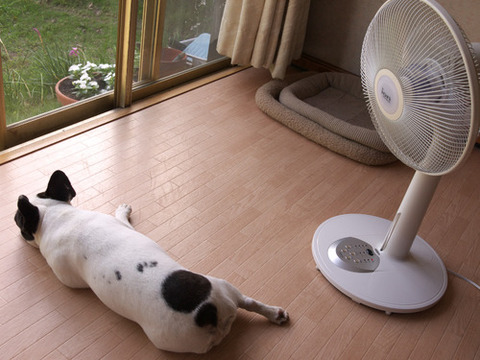 酷暑だから知っておきたい3つのセルフケア講座【その2】~体温コントロール