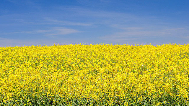 xlarge_flower-field.jpg